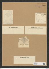 Coscinodiscus curvatulus Grun. (de-Toni-Nr.: Genus 202, Species 4928) Zeichnungen Sammlung Grunow Nr. 8699 (NHMW-BOT-W0378122)